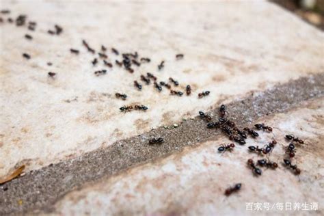 突然有很多螞蟻